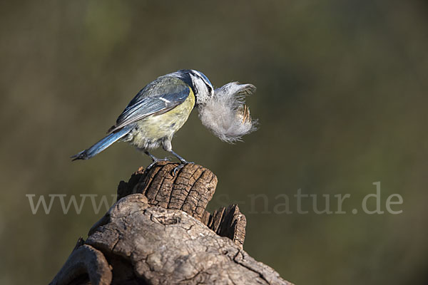 Blaumeise (Parus caeruleus)