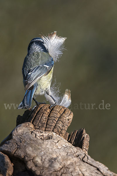 Blaumeise (Parus caeruleus)