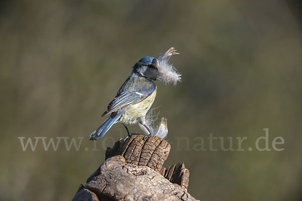 Blaumeise (Parus caeruleus)