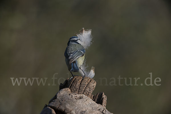 Blaumeise (Parus caeruleus)