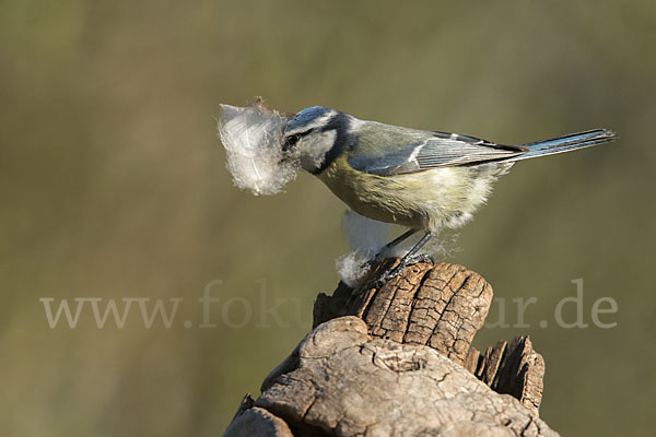 Blaumeise (Parus caeruleus)