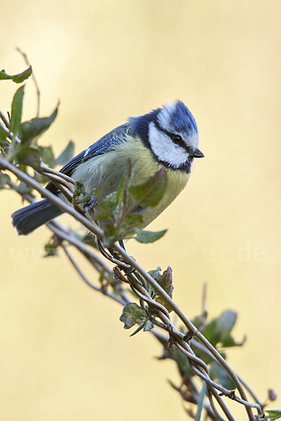 Blaumeise (Parus caeruleus)