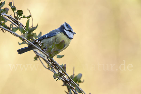 Blaumeise (Parus caeruleus)