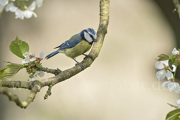 Blaumeise (Parus caeruleus)