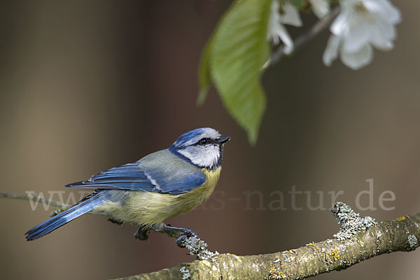 Blaumeise (Parus caeruleus)