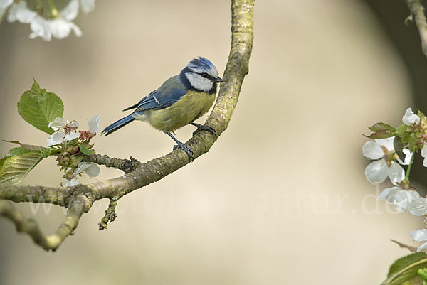 Blaumeise (Parus caeruleus)