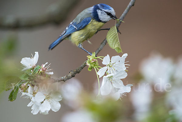 Blaumeise (Parus caeruleus)