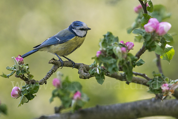 Blaumeise (Parus caeruleus)