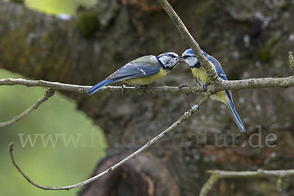 Blaumeise (Parus caeruleus)