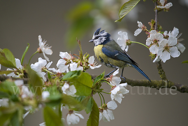 Blaumeise (Parus caeruleus)