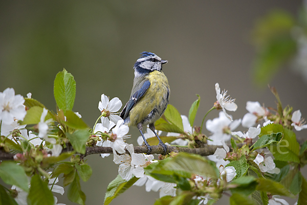 Blaumeise (Parus caeruleus)