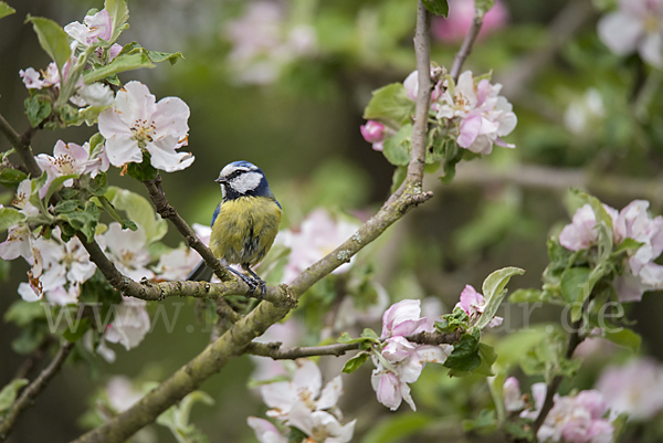 Blaumeise (Parus caeruleus)