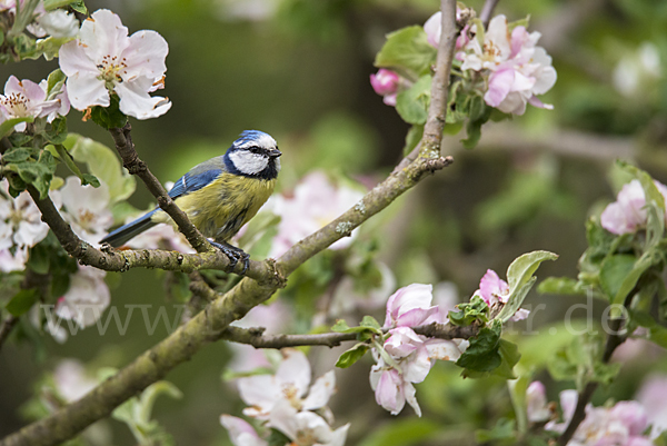 Blaumeise (Parus caeruleus)