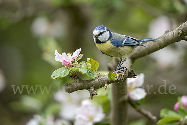 Blaumeise (Parus caeruleus)