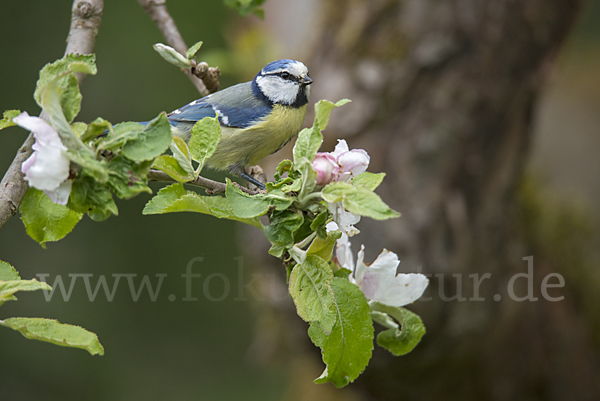 Blaumeise (Parus caeruleus)