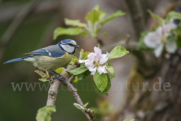 Blaumeise (Parus caeruleus)