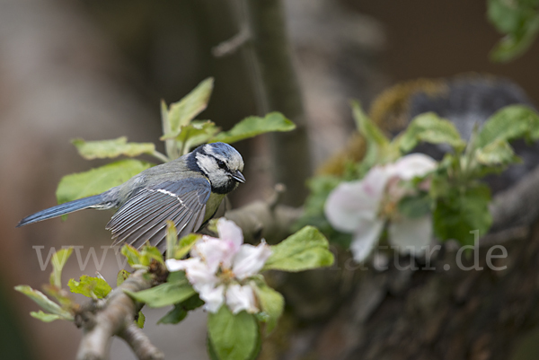 Blaumeise (Parus caeruleus)