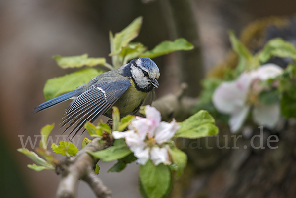 Blaumeise (Parus caeruleus)