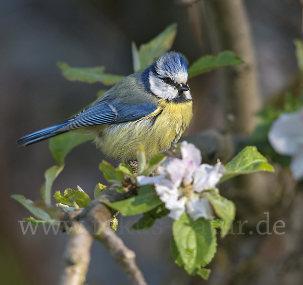 Blaumeise (Parus caeruleus)