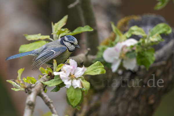 Blaumeise (Parus caeruleus)