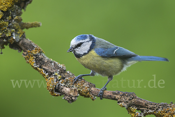 Blaumeise (Parus caeruleus)