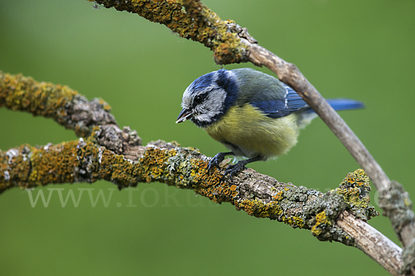 Blaumeise (Parus caeruleus)