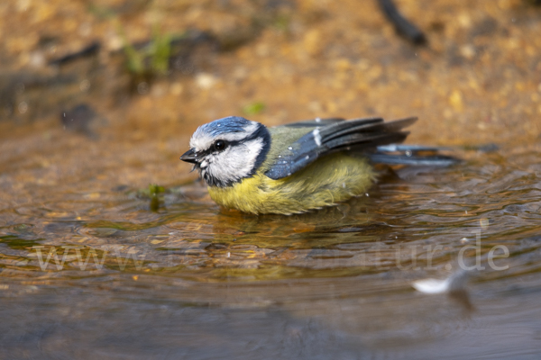 Blaumeise (Parus caeruleus)