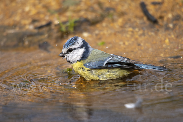 Blaumeise (Parus caeruleus)