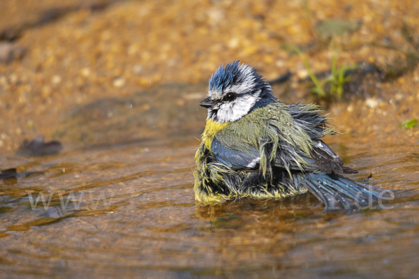 Blaumeise (Parus caeruleus)