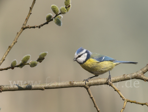 Blaumeise (Parus caeruleus)