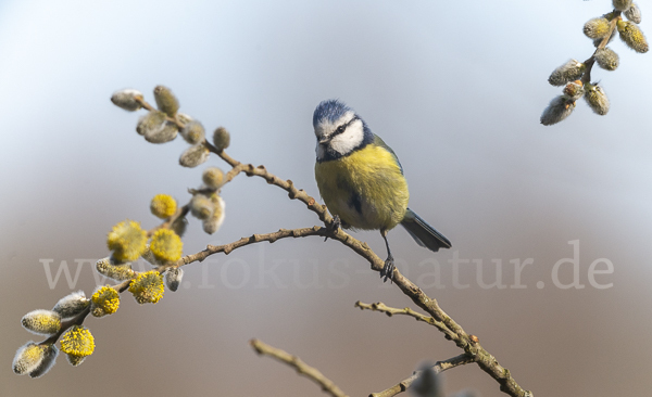 Blaumeise (Parus caeruleus)