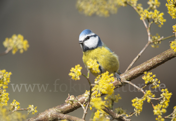 Blaumeise (Parus caeruleus)