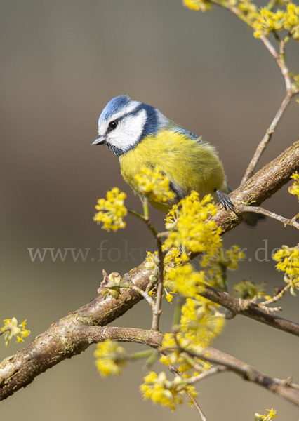 Blaumeise (Parus caeruleus)