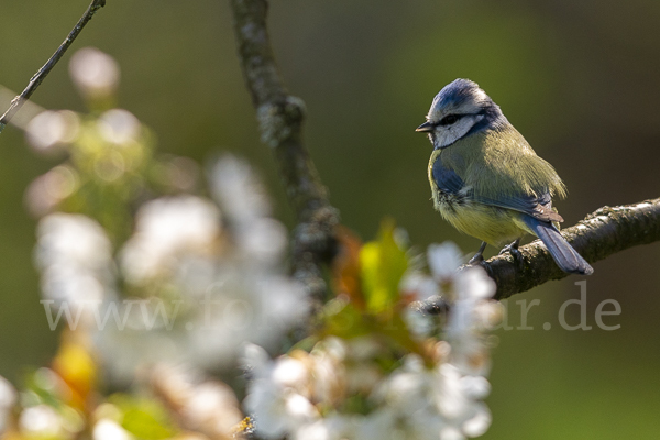 Blaumeise (Parus caeruleus)