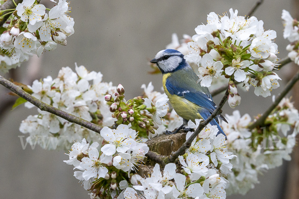 Blaumeise (Parus caeruleus)