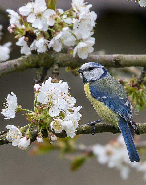 Blaumeise (Parus caeruleus)