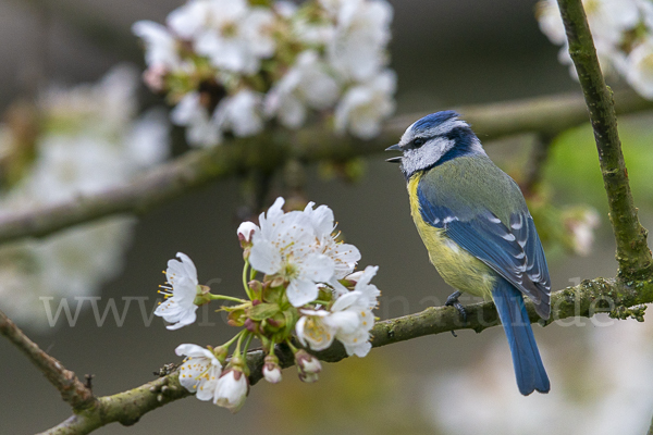 Blaumeise (Parus caeruleus)