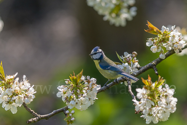 Blaumeise (Parus caeruleus)