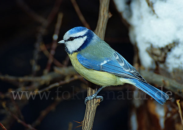 Blaumeise (Parus caeruleus)