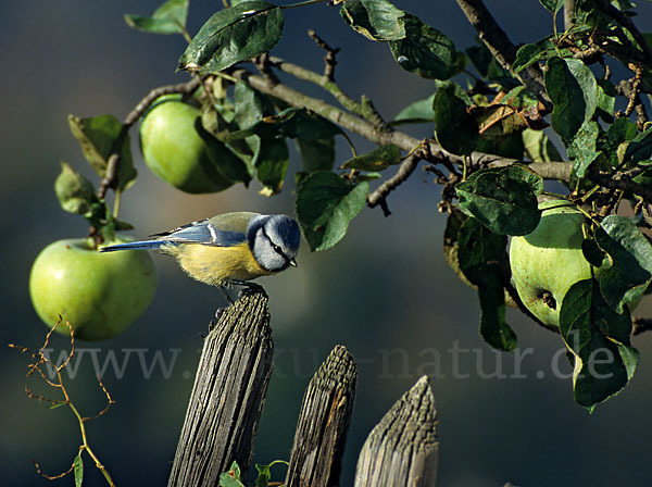 Blaumeise (Parus caeruleus)