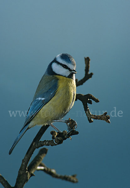 Blaumeise (Parus caeruleus)