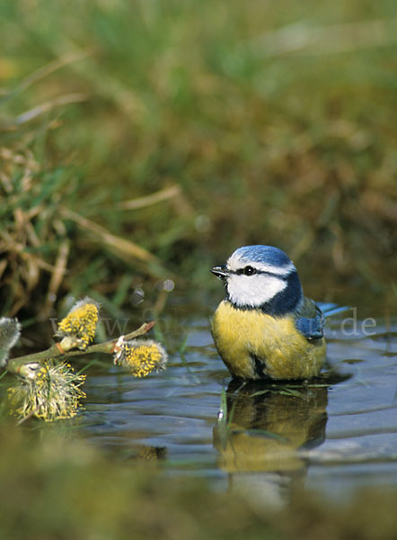 Blaumeise (Parus caeruleus)