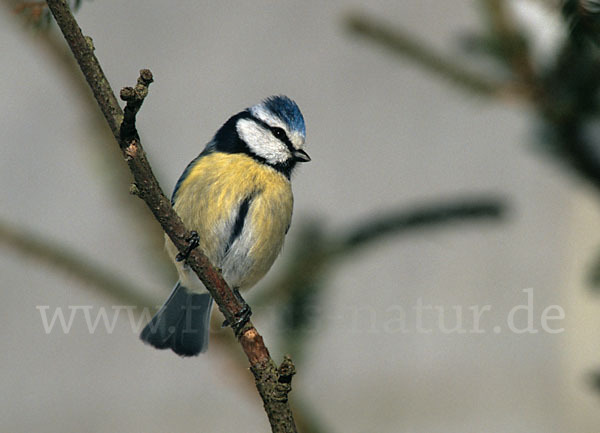 Blaumeise (Parus caeruleus)