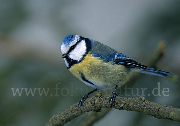 Blaumeise (Parus caeruleus)