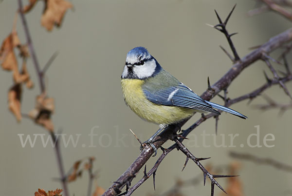 Blaumeise (Parus caeruleus)