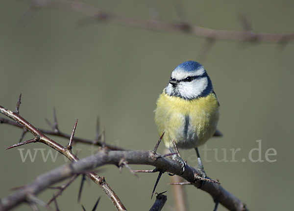 Blaumeise (Parus caeruleus)