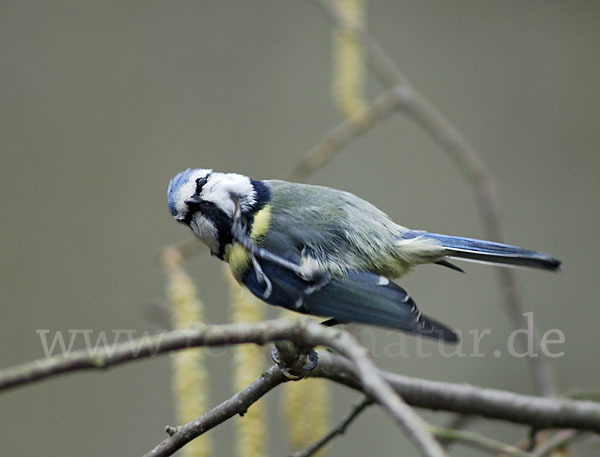 Blaumeise (Parus caeruleus)