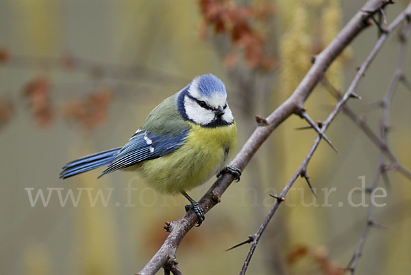 Blaumeise (Parus caeruleus)