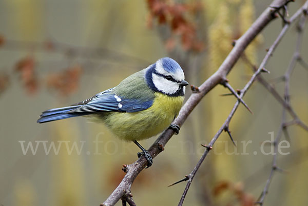 Blaumeise (Parus caeruleus)