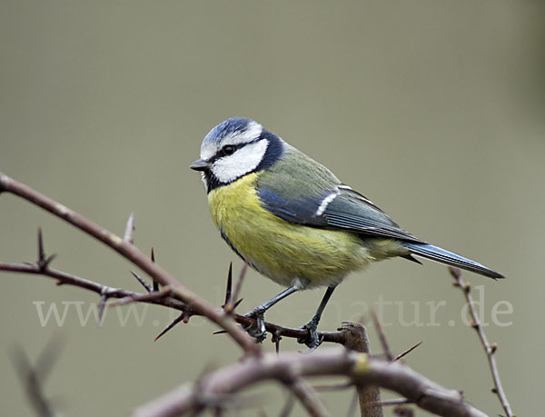 Blaumeise (Parus caeruleus)